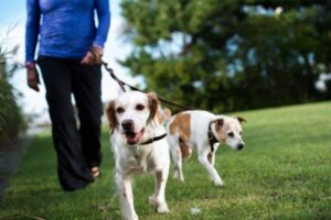 CTCA dog walking image